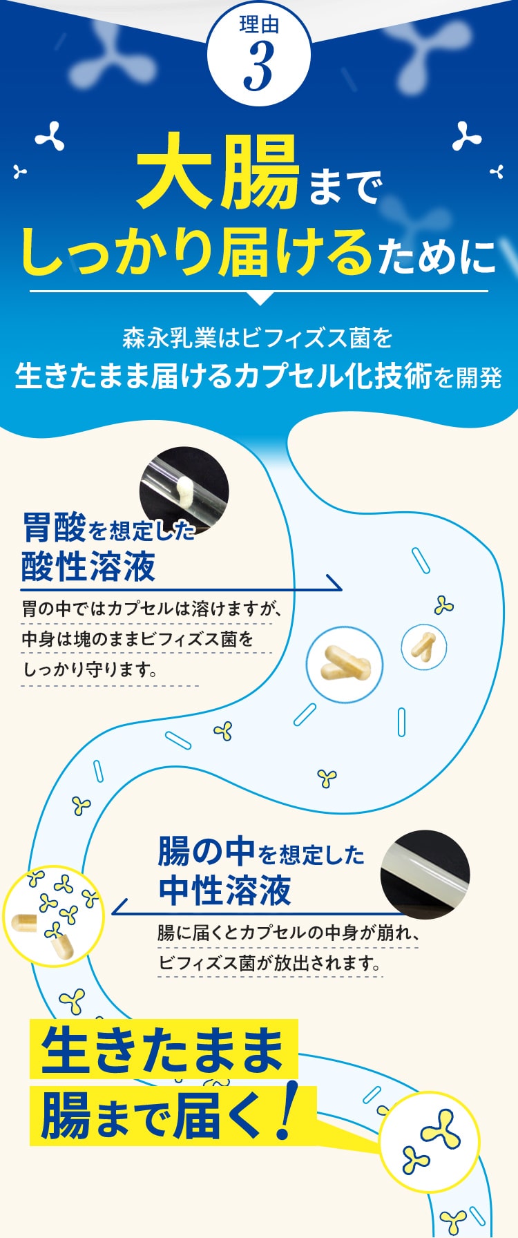 理由3 大腸までしっかり届けるために森永乳業はビフィズス菌を生きたまま届けるカプセル化技術を開発
