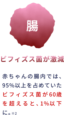 腸：ビフィズス菌が激減