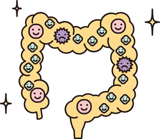 良いバランスの腸内