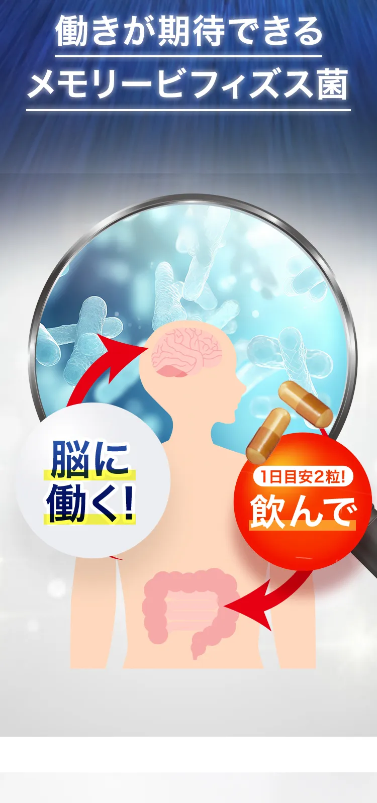 働きが期待できるメモリービフィズス菌ビフィズス菌MCC1274