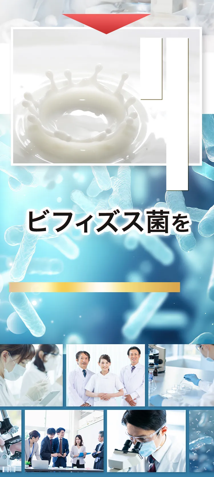 ビフィズス菌を50年以上も研究