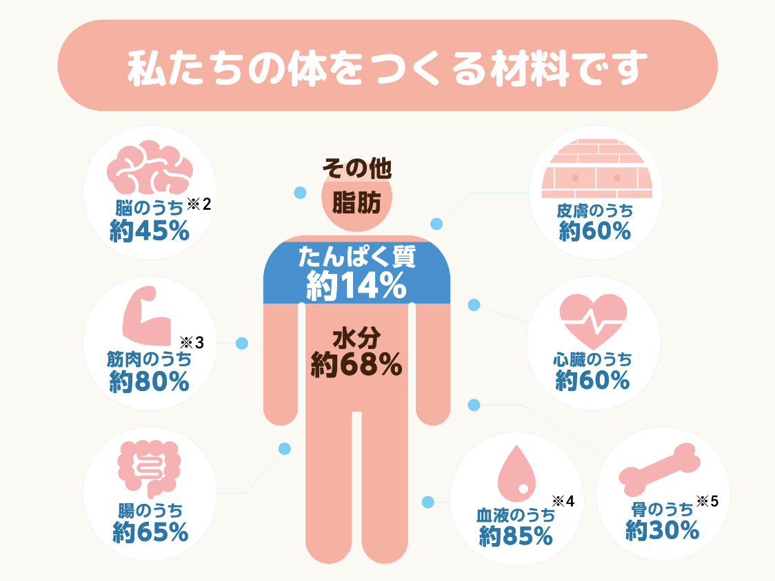 私たちの体をつくる材料です