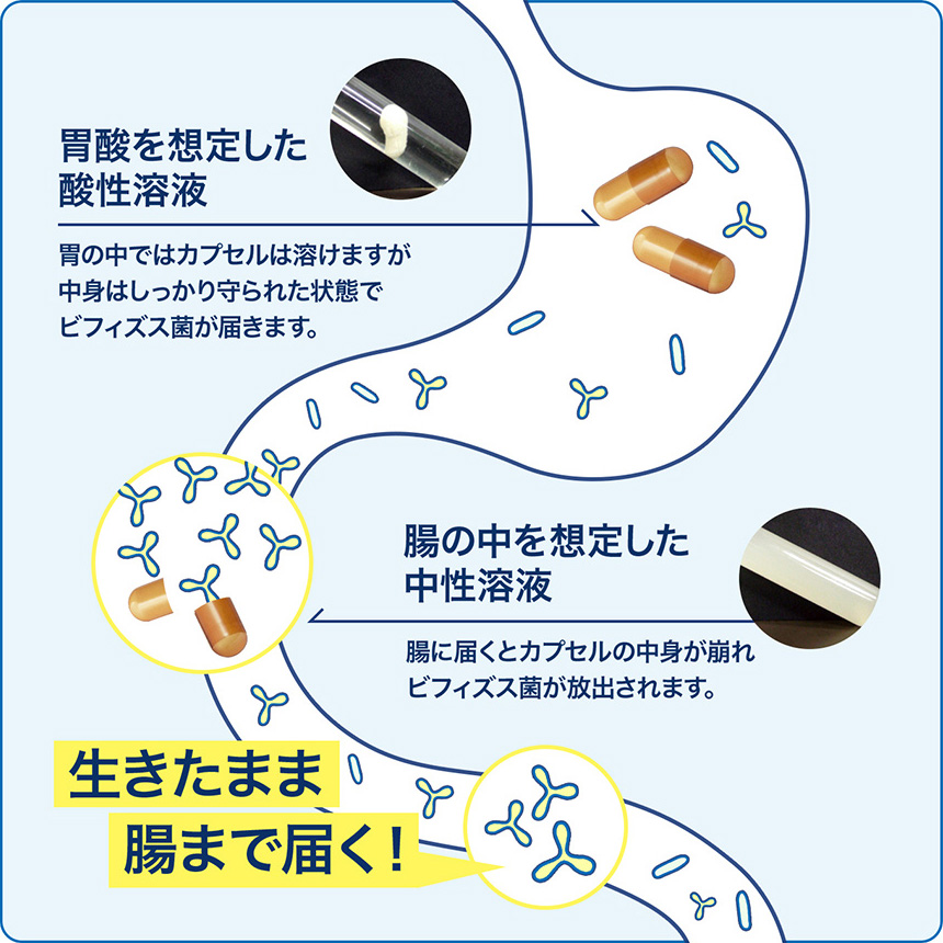 森永乳業 森永乳業 ビヒダス 大腸のキホン 60カプセル SPL 送料無料